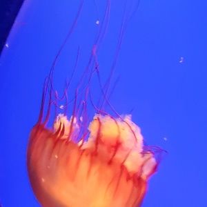 Meet your Posher, Diana